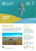 Common Oceans Program - Sargasso Sea